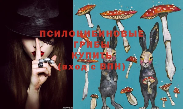 прущие грибы Елабуга